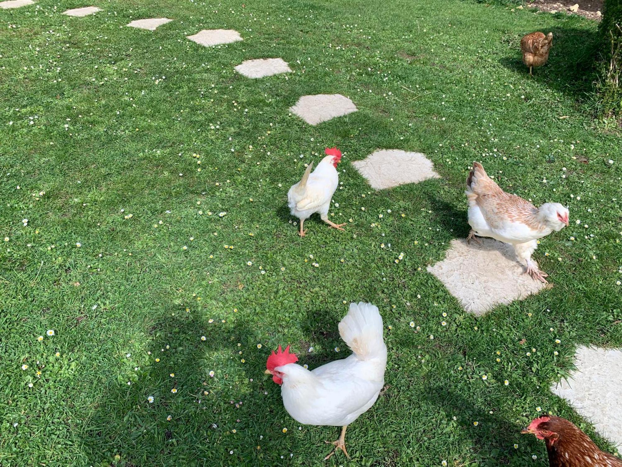 Gite "Le Refuge" Dans Un Domaine De 7Ha Au Calme Vimoutiers Dış mekan fotoğraf